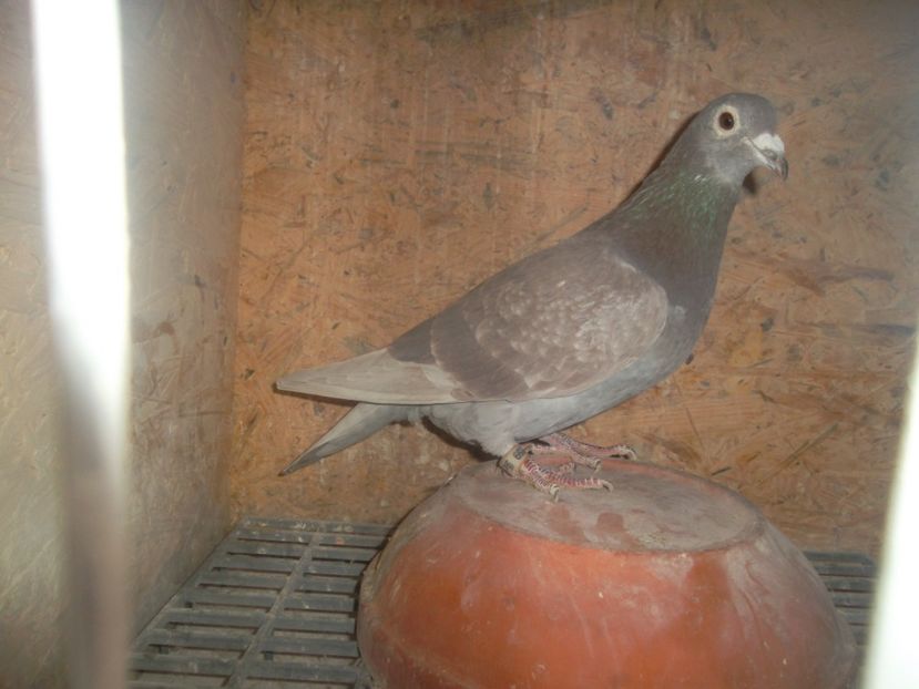 BUTUCANU STEFAN - BUNICA LOCULUI 2 NATIONAL MARATON EXTREM TINERET - DE VANZARE 2019