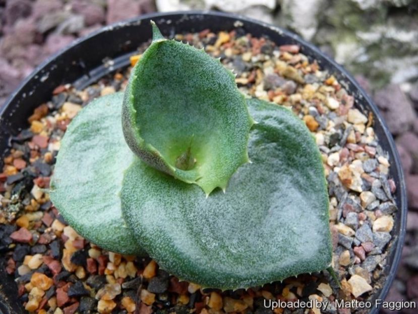 Agave marmorata cv papilio platanioïdes - Whish list pentru viata urmatoare1