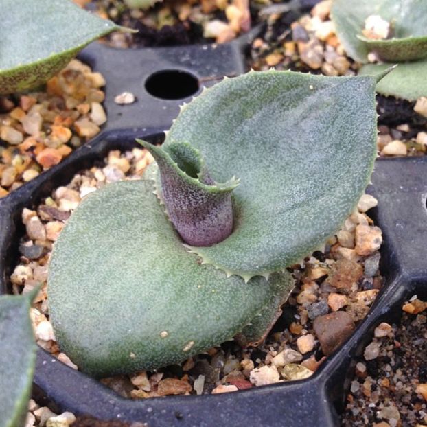 Agave marmorata cv papilio platanioïdes - Whish list pentru viata urmatoare1