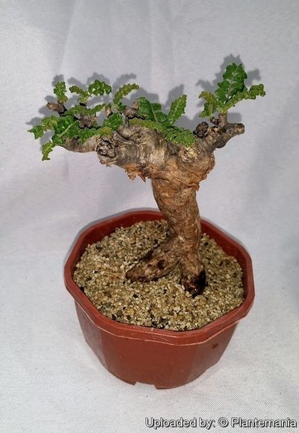 Boswellia sacra - Whish list pentru viata urmatoare1