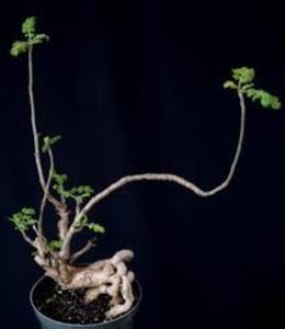 Boswellia sacra - Whish list pentru viata urmatoare1