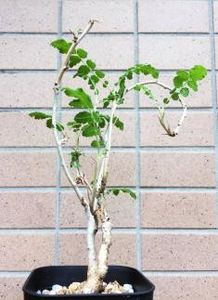 Boswellia sacra - Whish list pentru viata urmatoare1