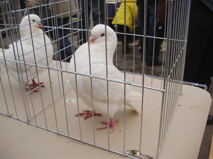 PB152600 - 16g Galati 2009-2011