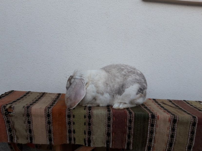 4.02.2019 - 5.535 kg - Femela frosty pe albastru