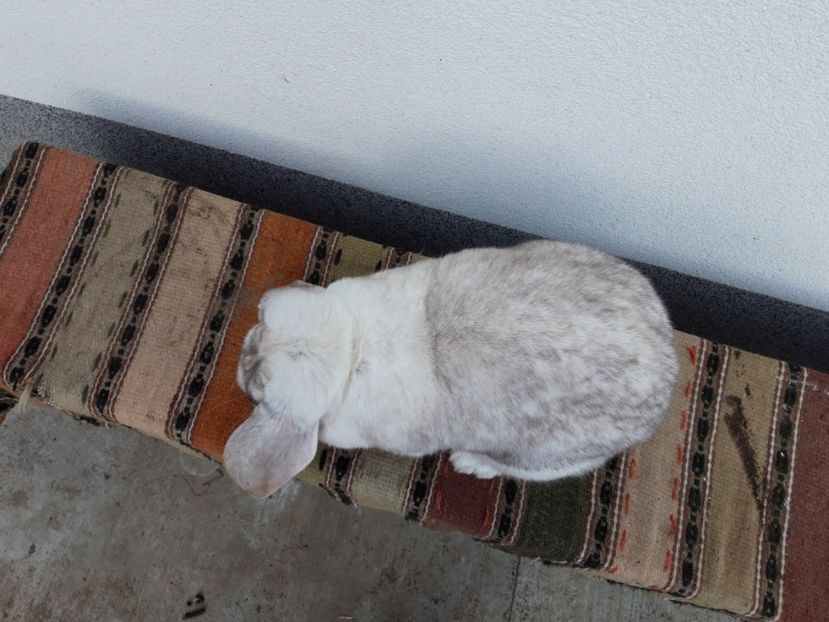  - Femela frosty pe albastru