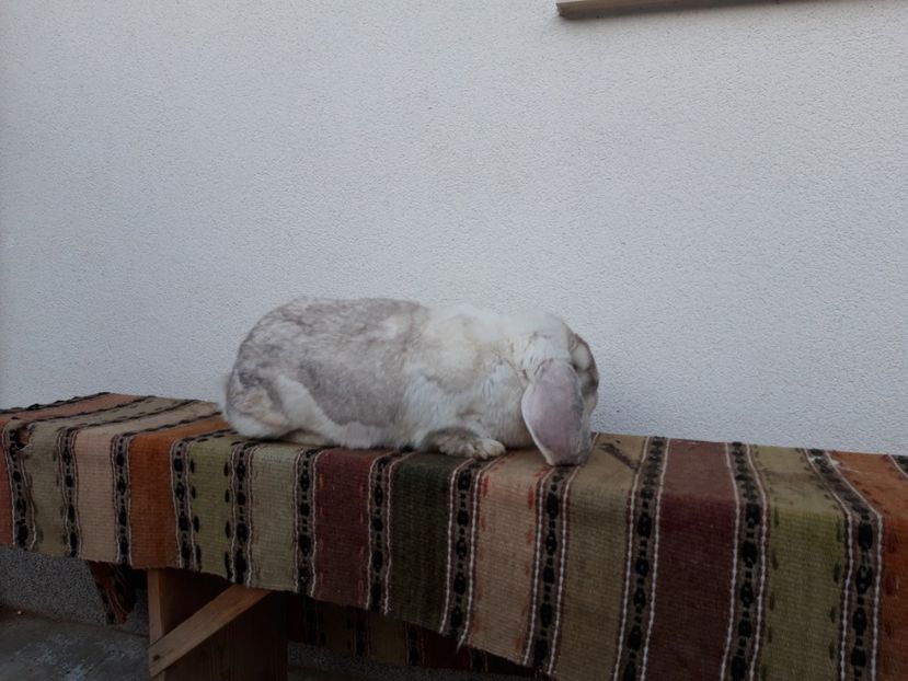  - Femela frosty pe albastru