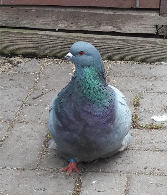 IMG-20190207-WA0004 - Date de contact 0721774095-0753123099