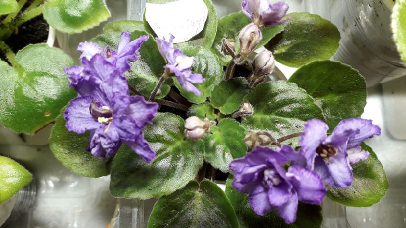  - RS Barkhatnyi Nariad