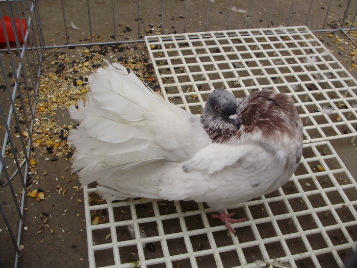 PB152639 - 16g Galati 2009-2011
