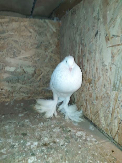  - De vanzare Gusat pomeranian