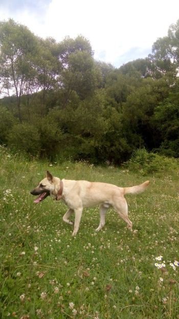 P_20180729_150848 - catei ciobanesc german linie de lucru