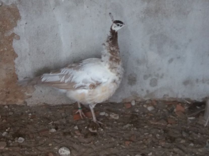  - Cameo progreesive pied