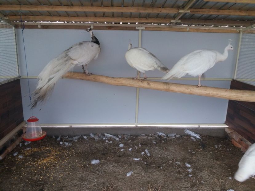  - Cameo progreesive pied