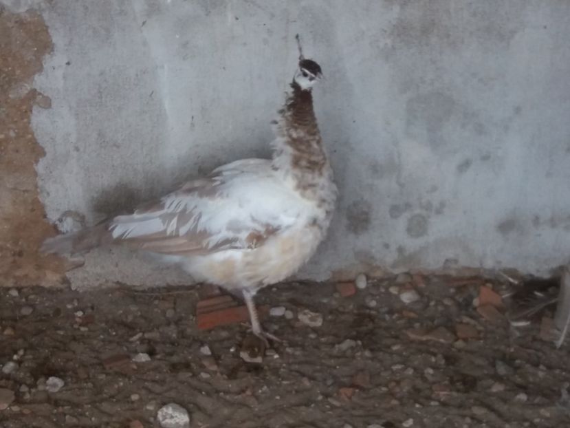  - Cameo progreesive pied