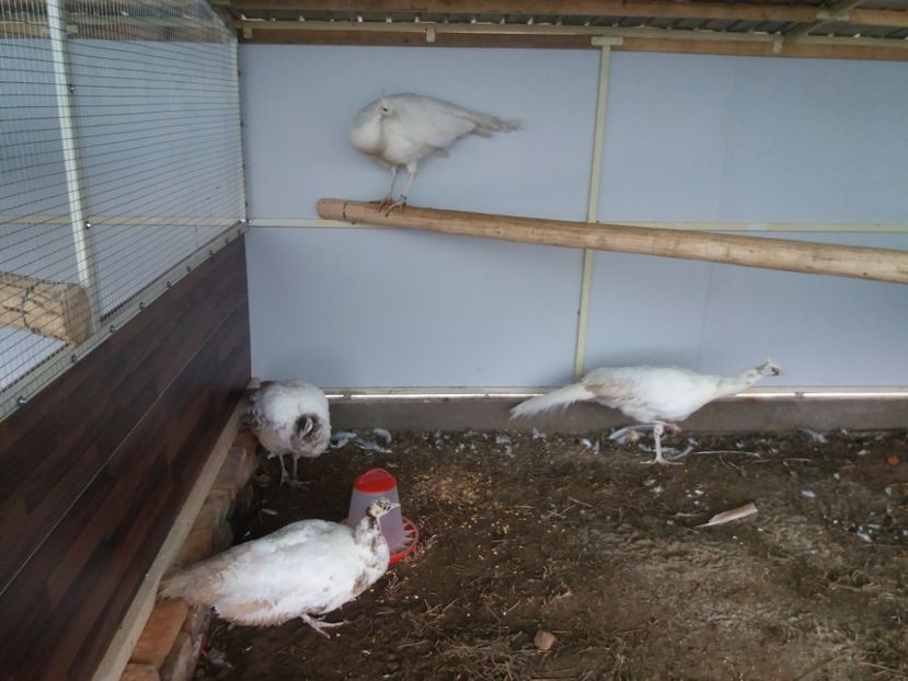  - Cameo progreesive pied