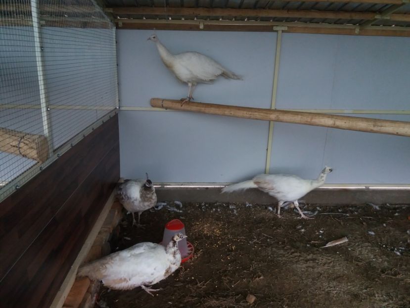  - Cameo progreesive pied