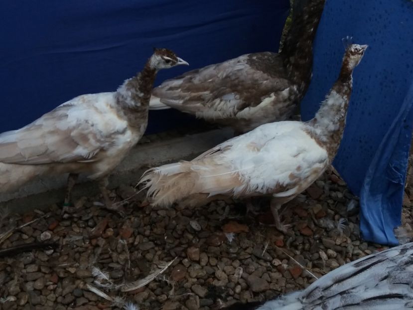  - Cameo progreesive pied