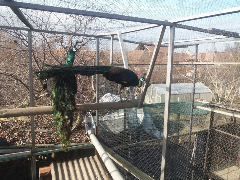  - Green java muticus