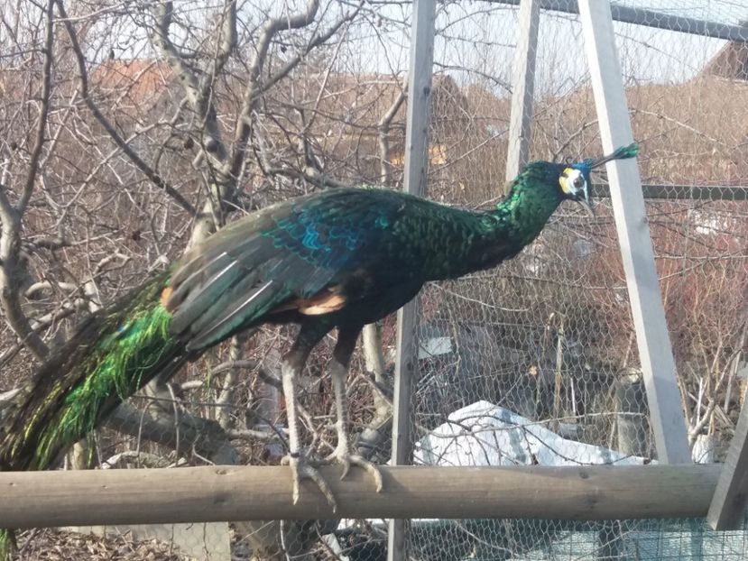  - Green java muticus