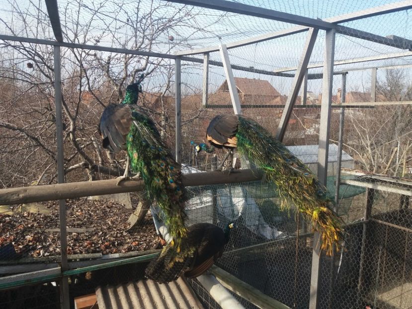  - Green java muticus