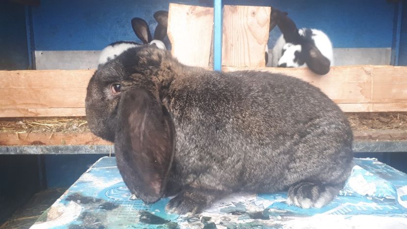 1 an - Mascul gri fier