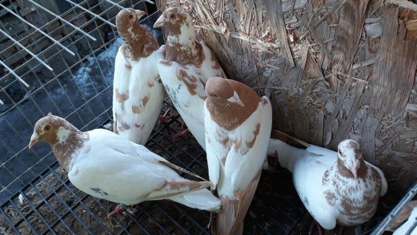  - Porumbei Meulemans