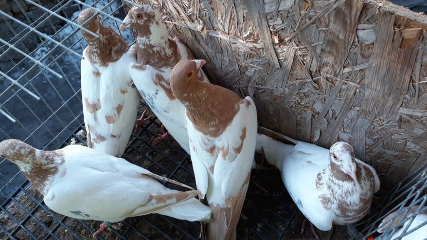  - Porumbei Meulemans