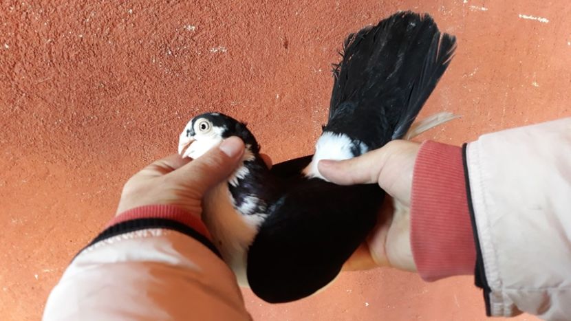  - Galateni pe negru 2019