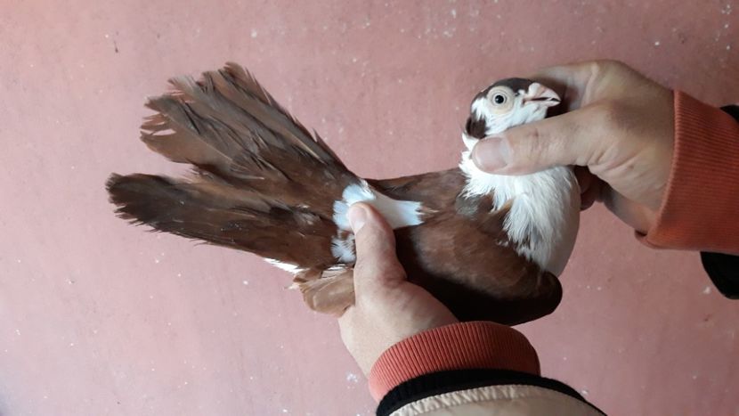  - Galateni pe Rosu pentru 2019