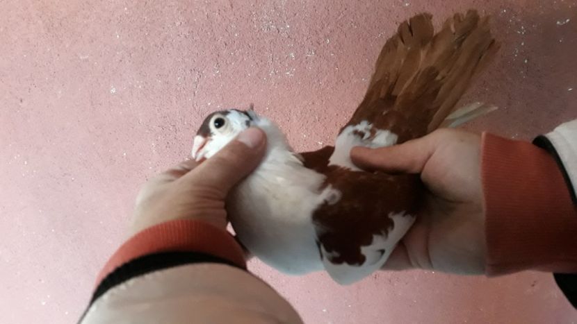  - Galateni pe Rosu pentru 2019