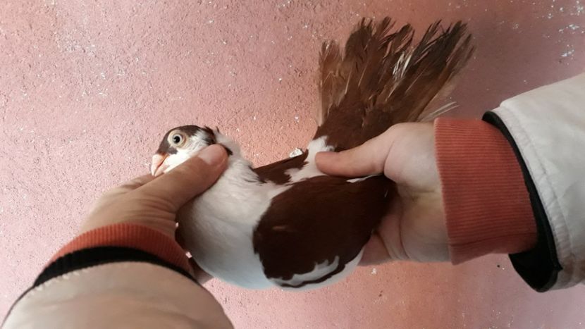  - Galateni pe Rosu pentru 2019