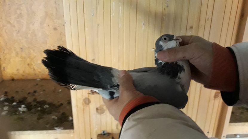  - Galateni pe vanat 2019