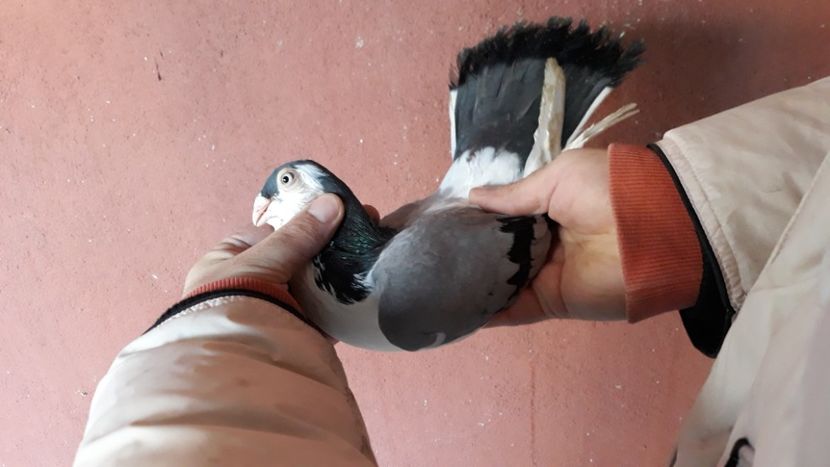  - Galateni pe vanat 2019