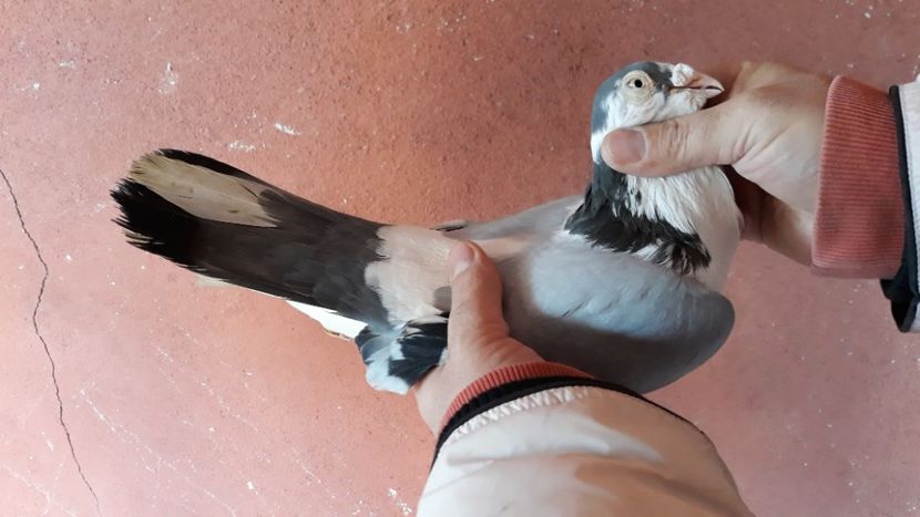  - Galateni pe vanat 2019