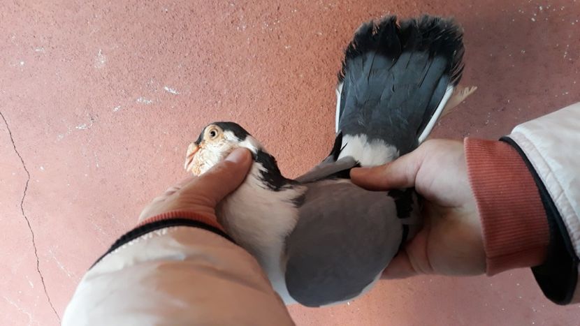  - Galateni pe vanat 2019