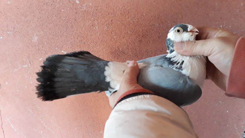  - Galateni pe vanat 2019