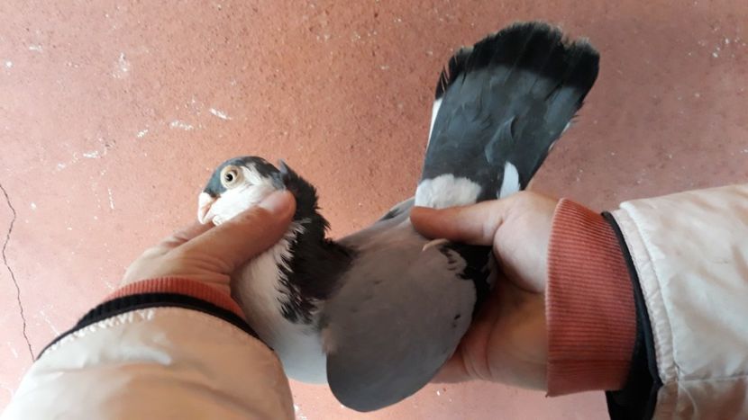  - Galateni pe vanat 2019