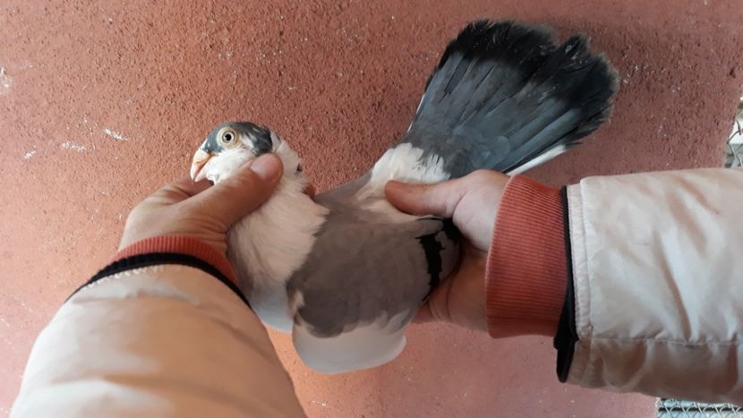  - Galateni pe vanat 2019