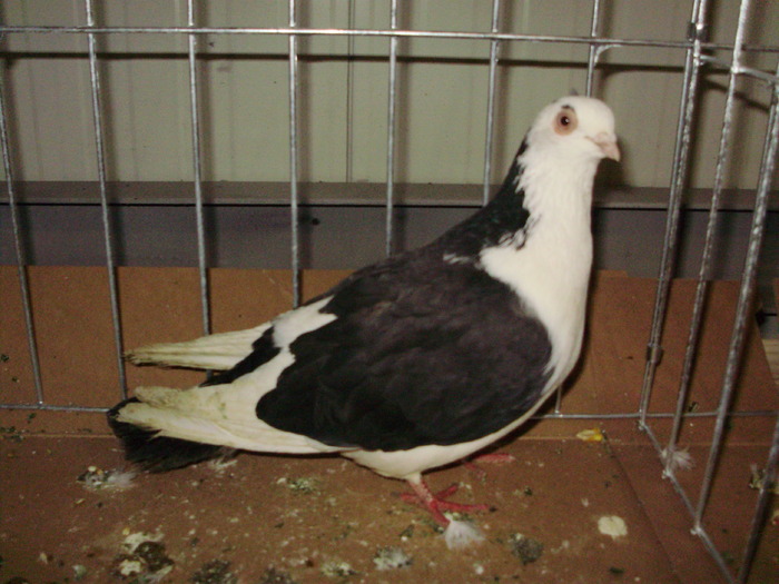 PB152658 - 16g Galati 2009-2011