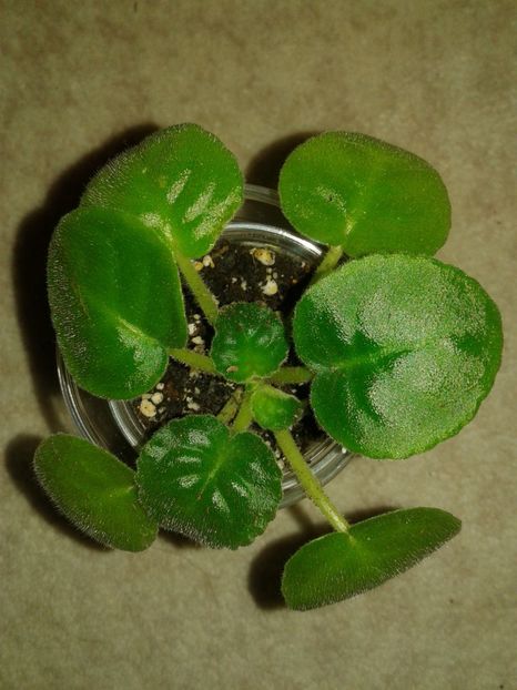 14.09.2018 - LE Luntik