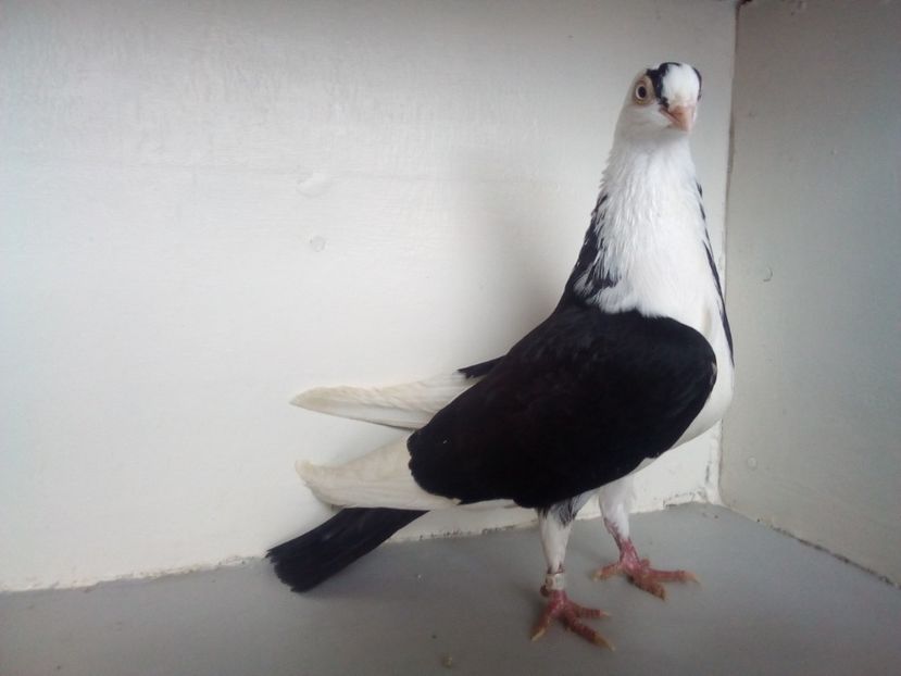  - PORUMBEI CARE MI AU APARTINUT