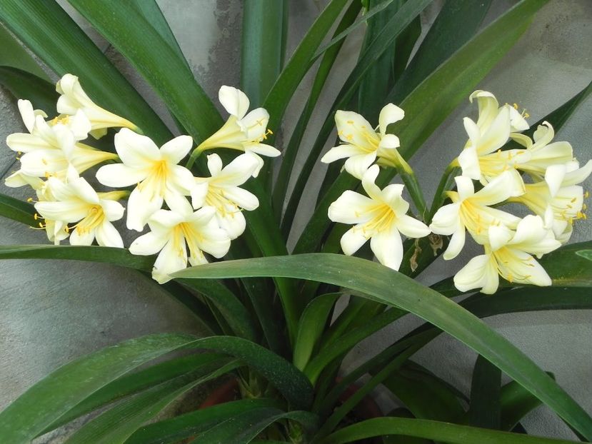 - CLIVIA