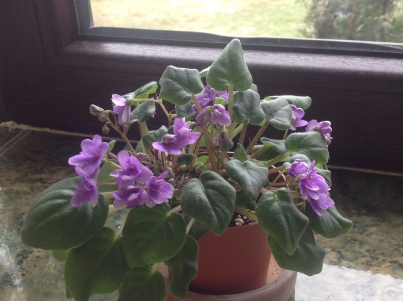  - Rob s HumptyDoo sport