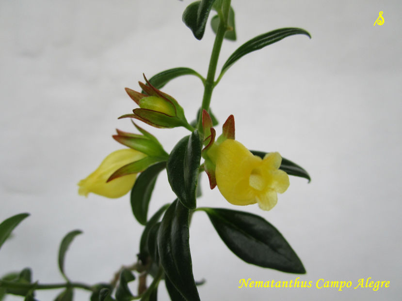 Nematanthus Hibrid Yellow (8-02-2019) - Gesneriaceae 2019