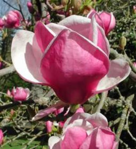 magnolia rustica rubra, gradina max - Achizitii perene