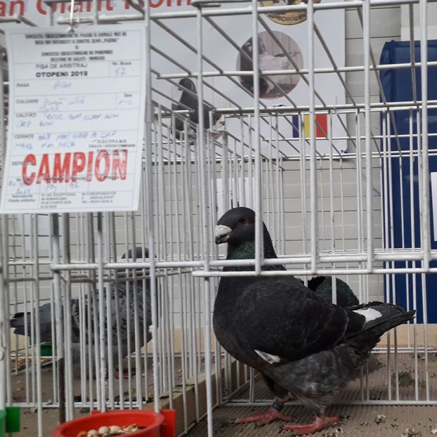  - Campionii mei AGH