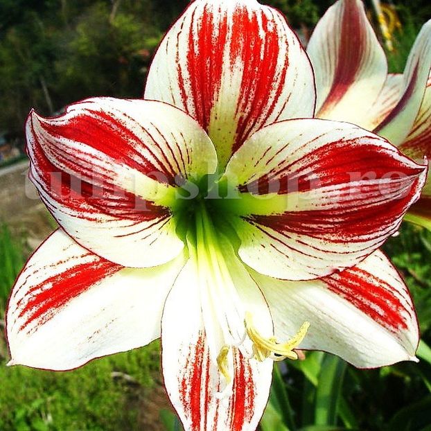 Bulbi Amaryllis Ambiance - Bulbi Flori Primavara 2019