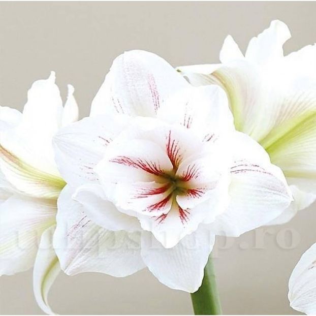 Bulbi Amaryllis Aquaro - Bulbi Flori Primavara 2019