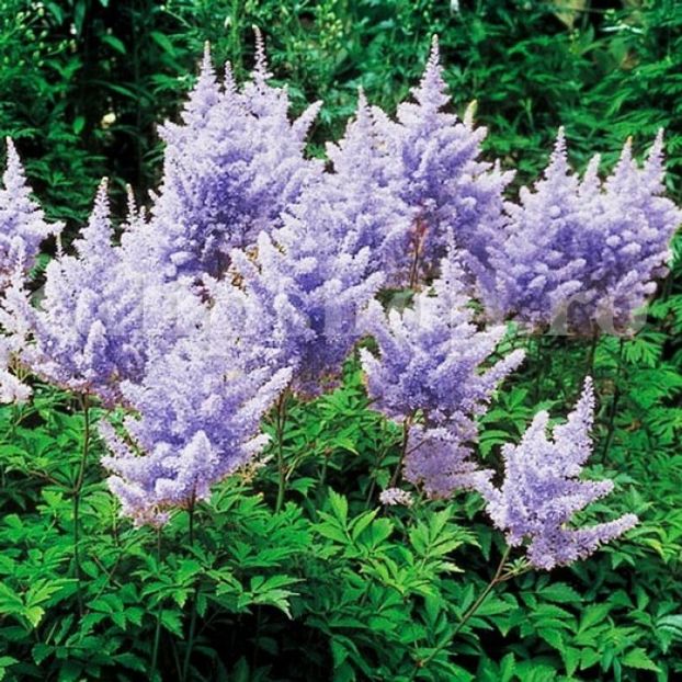 Bulbi Astilbe Pumila - Bulbi Flori Primavara 2019