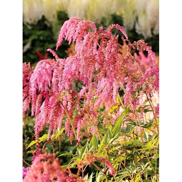 Bulbi Astilbe Thunbergii Straussenfeder - Bulbi Flori Primavara 2019